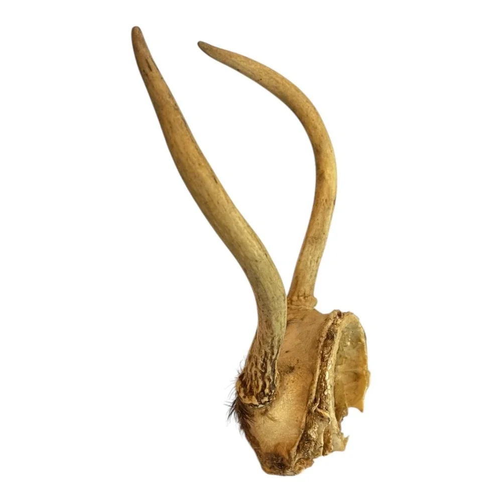 2 Point Deer Antlers Skull Plate Mount Taxidermy Hunting Cabin Decor Abt 8